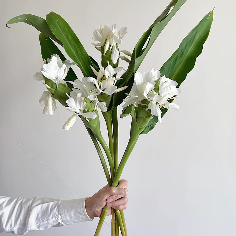 夏日限定国产小众花材白姜花 南方花材 有兰花香味 家庭花店用花 白姜