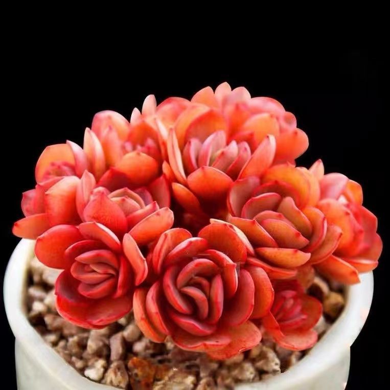 红色多肉初吻小叶秀妍旱老桩室内办公室花卉盆栽抖音网红 5颗秀妍【2.