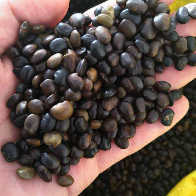 国槐种子刺槐黄花槐紫穗槐籽护坡绿化农户育苗播林木速生国槐树籽梦族