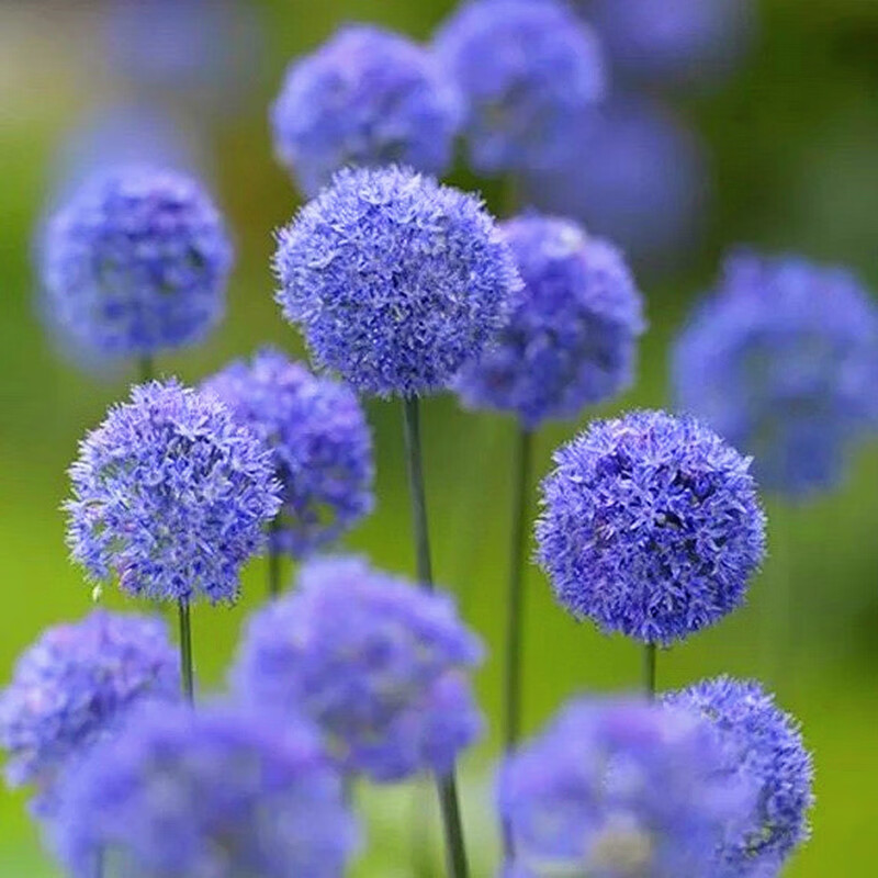 景喜小花葱种子四季开花易种植花卉绿植庭院盆栽花园花海植物花籽