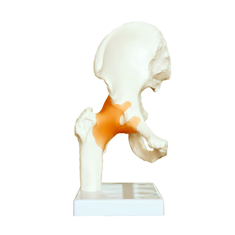 髋关节模型人体股关节骨骼教具附韧带关节可活动动态结构展示康复