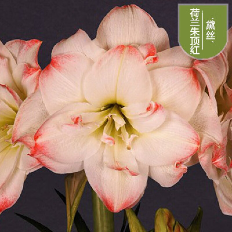 clcey现货荷兰朱顶红重瓣种球带花超大花卉植物室内花盆栽四季开花