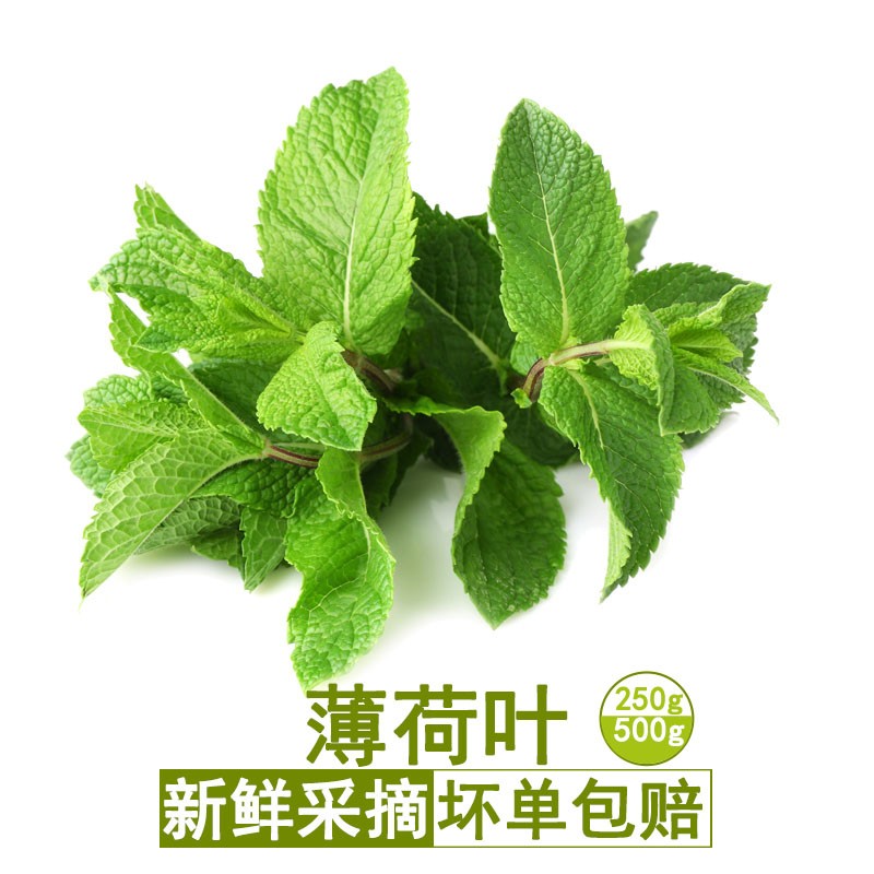 真京 新鲜薄荷叶 食用泡水装饰烘焙调酒水吧摆盘 鲜薄荷叶食用 250g