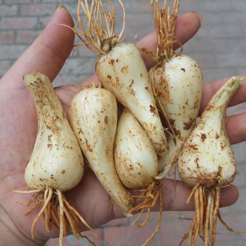 农家新鲜现挖荞头种子茭头生叫头藠头教头泡菜乔头种植用1斤 2斤精选