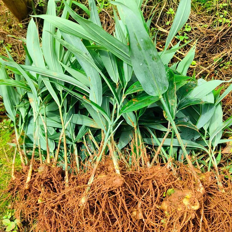 黄精苗姜形多花不倒苗黄精籽育苗带叶子发货黄精种苗老虎姜苗 全部带