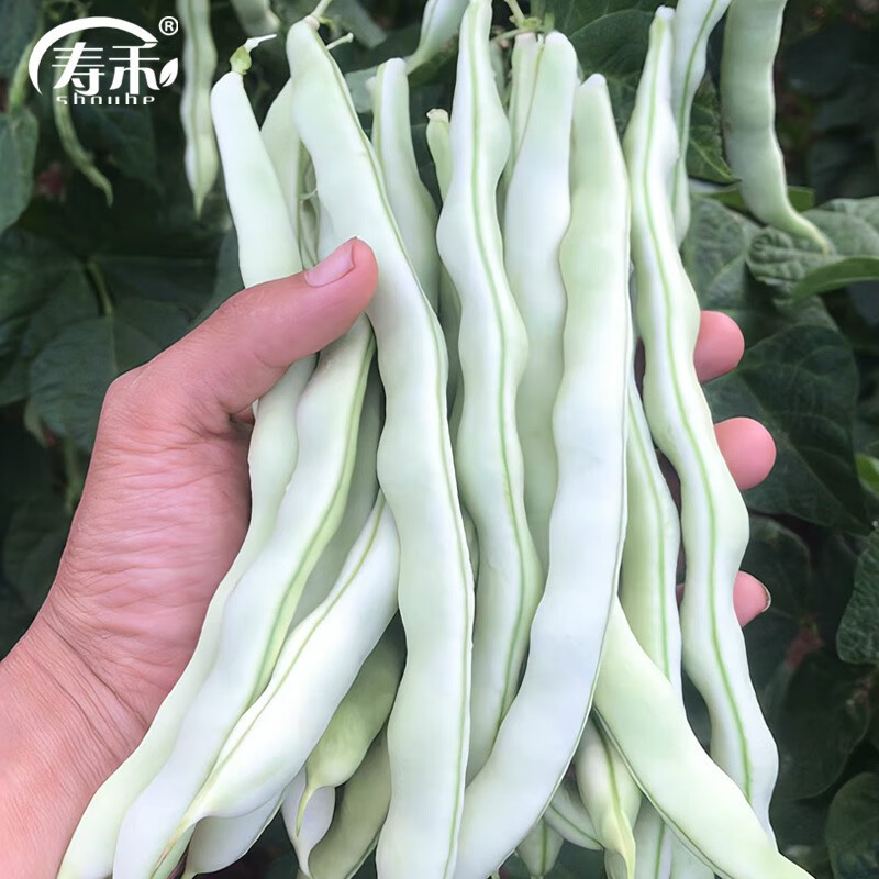 寿禾 白不老豆角种子芸豆老来少春冬季豆荚蔬菜菜种 白不老九粒白芸豆