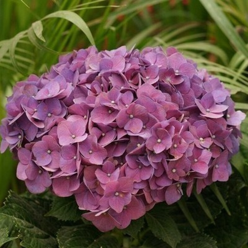 8元2棵无尽夏八仙花绣球花苗盆栽花卉观花植物室内花四季开花 22