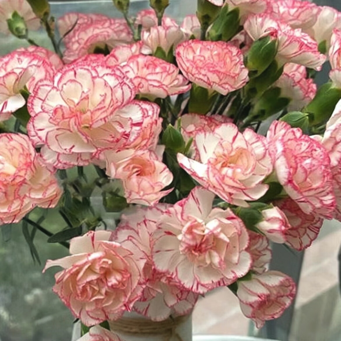 多头康乃馨太子妃小白菜家庭水养鲜切花云南鲜花基地 小白菜