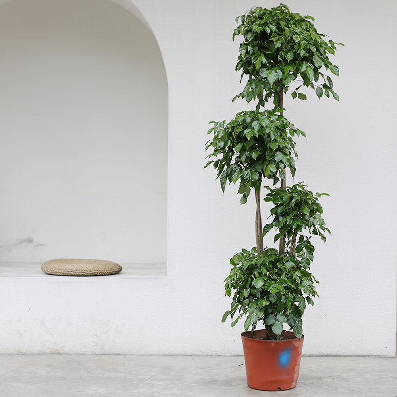 幸福树盆栽植物室内客厅盆景多头多层造型绿植大型绿宝树 造型幸福树