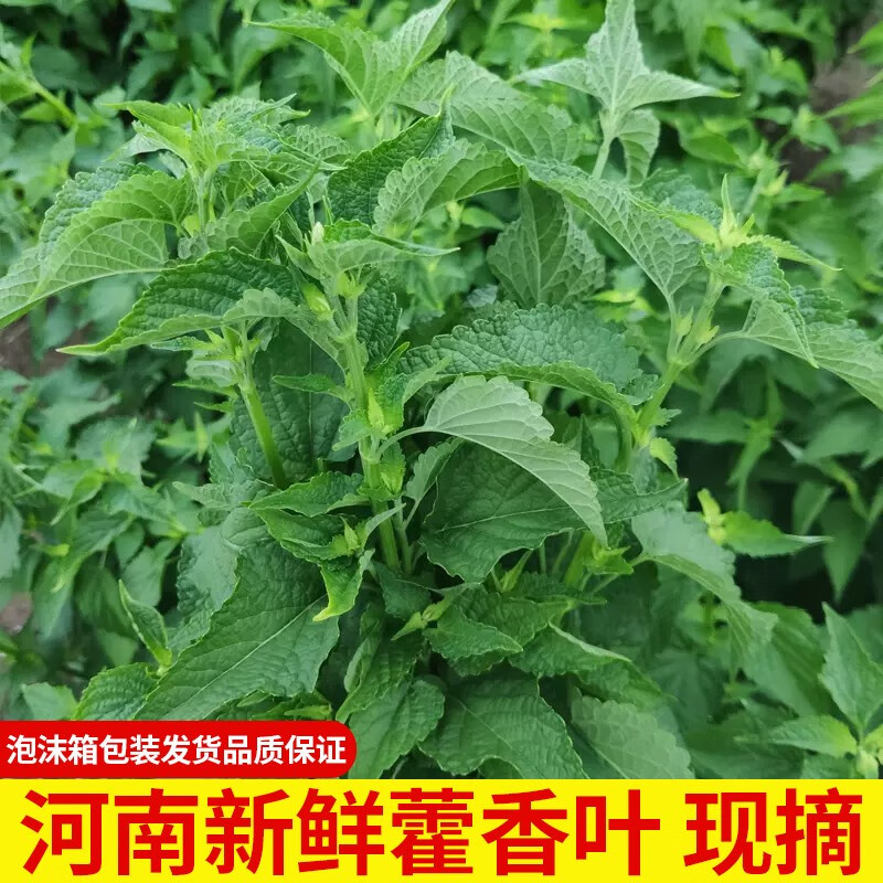 zxc河南藿香叶子新鲜带杆鱼香叶做鱼炖汤调料现剪现发藿香菜豆花蘸料