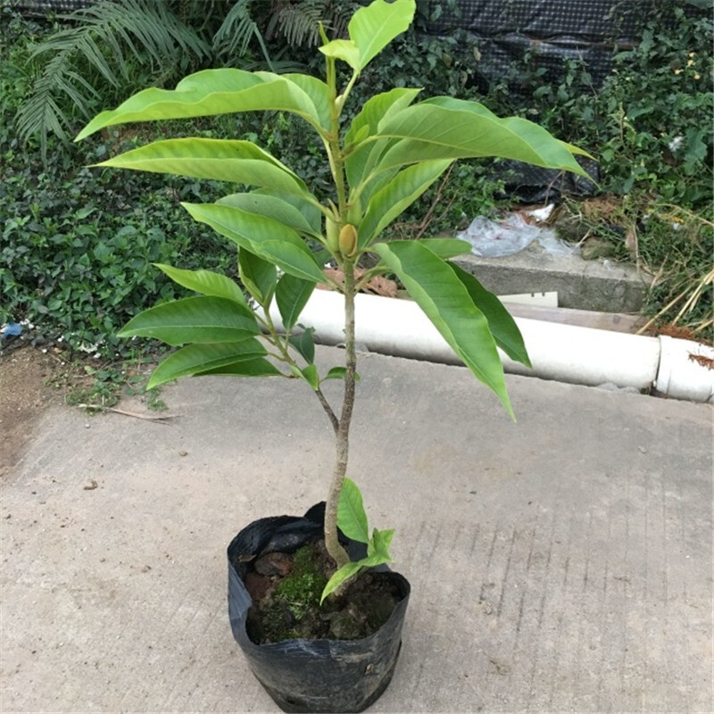 白兰花盆栽 嫁接黄桷兰 花苗 香味白玉兰花树苗 庭院阳台花卉绿植黄兰