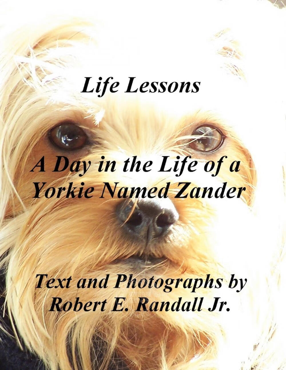 【2周达】【预售 按需印刷】a day in the life of a yorkie named