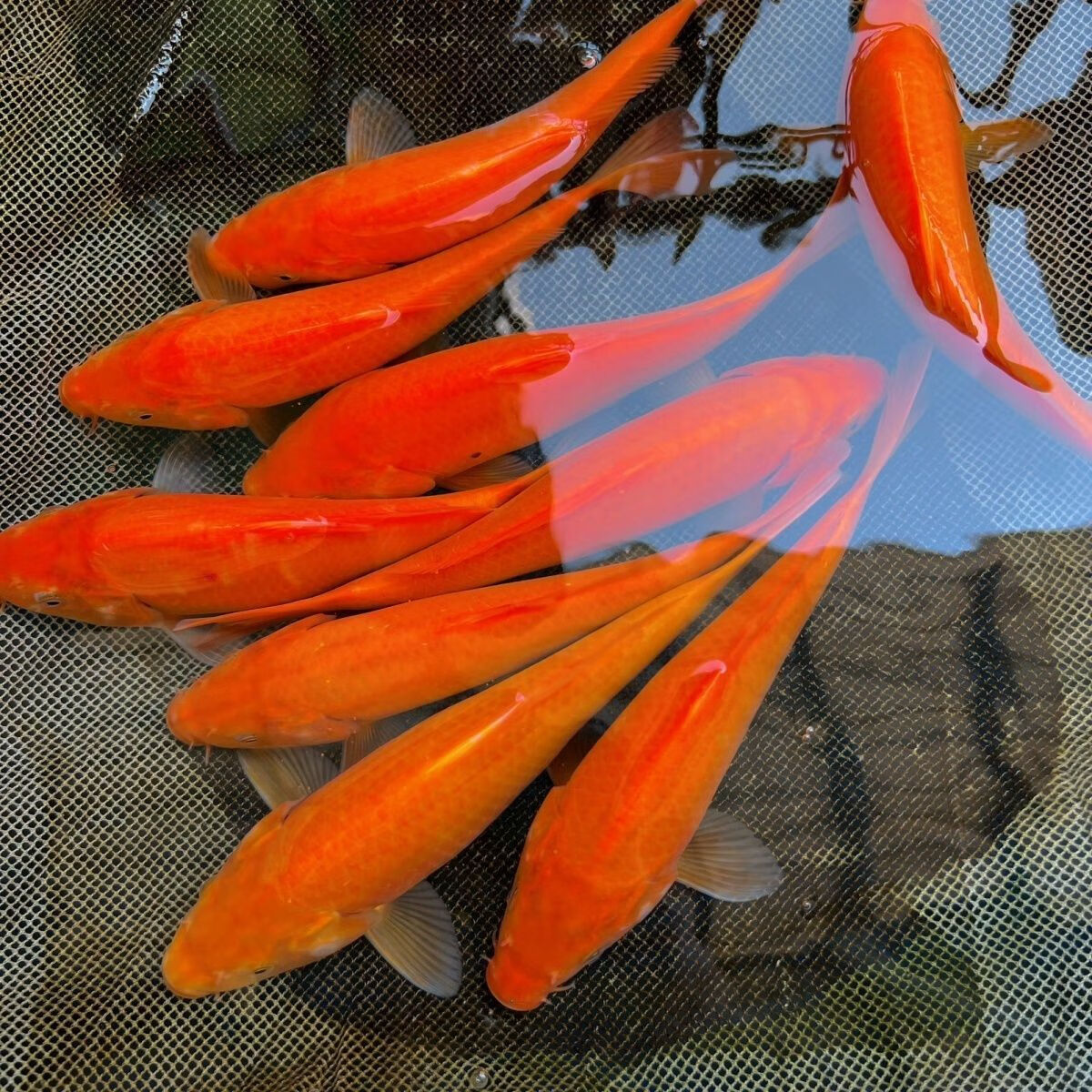 锦鲤活鱼锦鲤观赏鱼金鱼活鱼金鱼观赏鱼锦鲤鱼风水鱼冷水鱼招财鱼 8-10cm红金3条