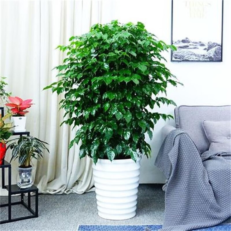 幸福树客厅大盆栽四季常青大绿植绿宝植物 从生幸福树1米(不含盆)高性价比高么？