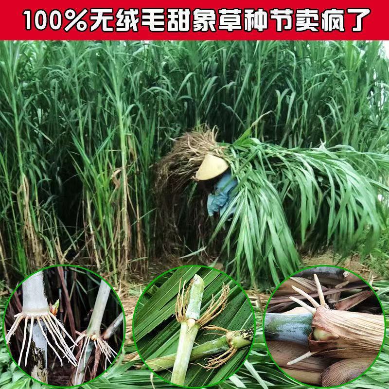萌蕴(mengyun)耐寒巨菌草新型皇竹草种节四季高产牧草牛羊养殖多年生