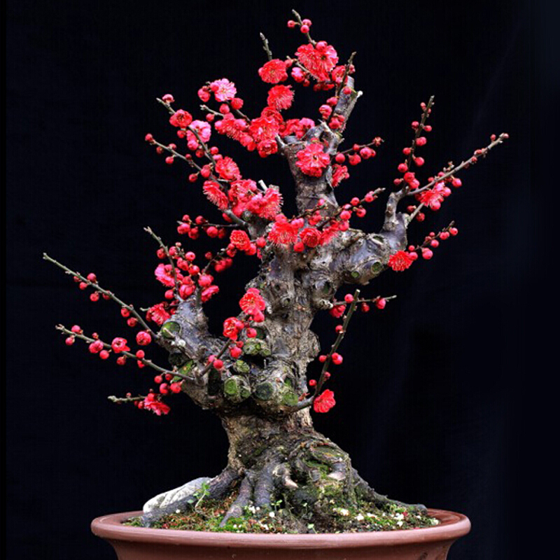 红梅花树苗盆景盆栽树桩老桩冬季原生苗地栽骨里红梅花室内绿植 红梅