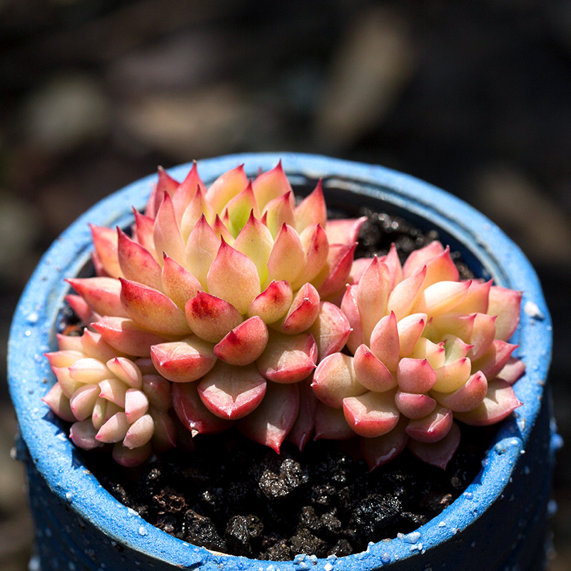 女雏多肉植物新手好养超萌肉肉办公室阳台盆栽绿植云南多肉 女雏群生