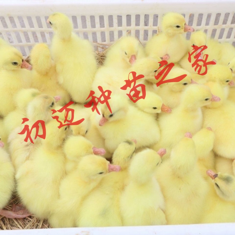 鹅苗活体 朗德鹅苗 狮头鹅苗大种白鹅苗三花鹅苗产蛋王苗孵化鹅蛋