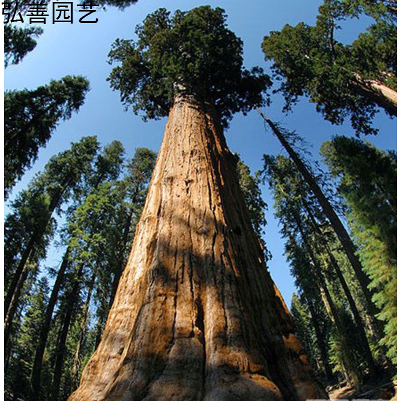 巨杉种子 北美红杉种子 世界爷 名贵木材树种子 云杉