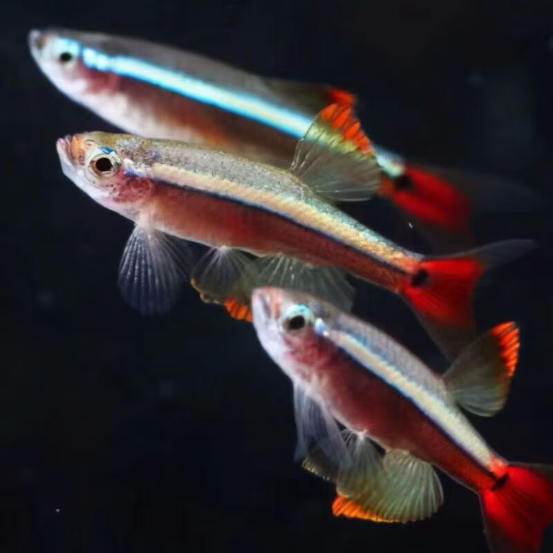 鱼冷水鱼观赏鱼大帆红尾灯科鱼原生鱼小型鱼金鱼新手群游 白云金丝 5