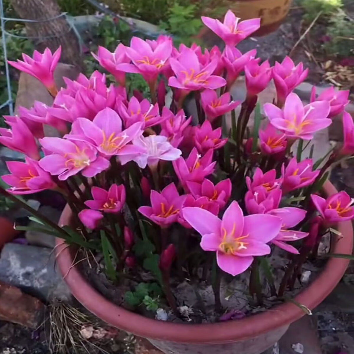 秋颖重瓣风雨兰四季开花清香型种球庭院阳台盆栽花卉植物好养易活韭兰