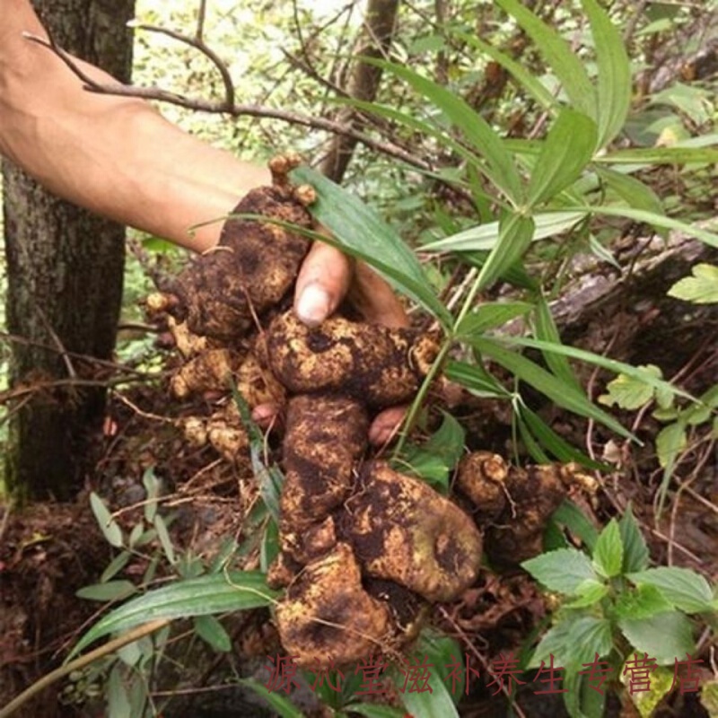 特大十年以上广西百色纯新鲜黄精 老虎姜鸡头男性煲汤中药材 一斤 纯