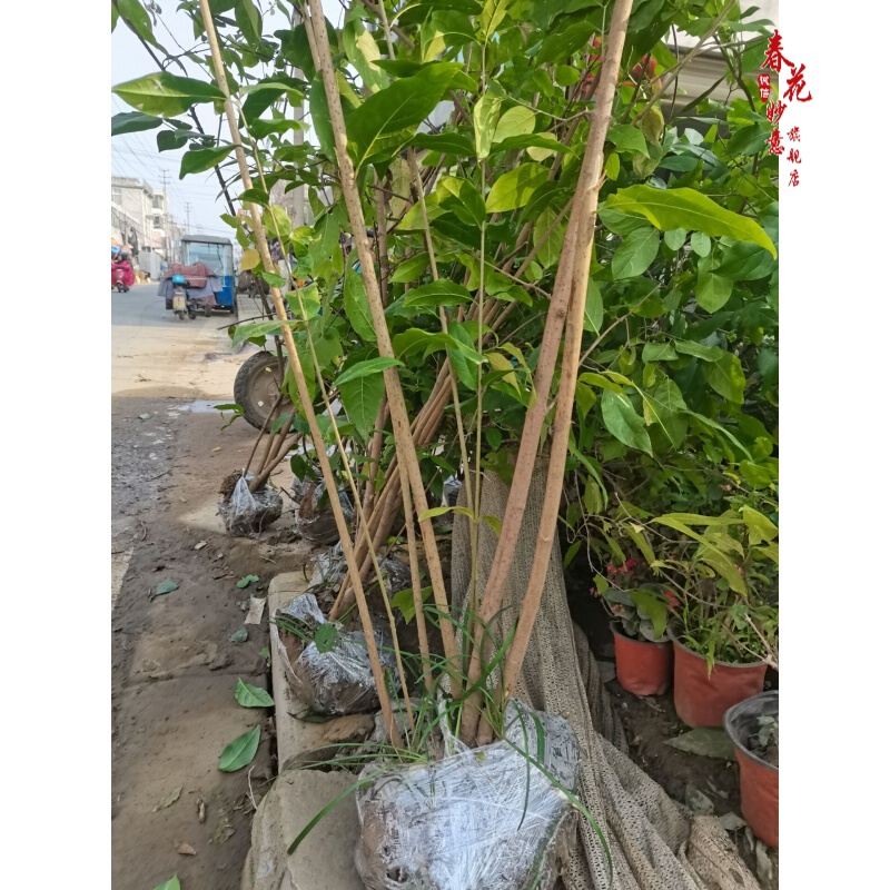 春花妙意庭院风景树原生腊梅花树苗浓香腊梅当年开花地栽盆栽素心腊梅红梅 腊梅盆栽6年苗( 不含盆