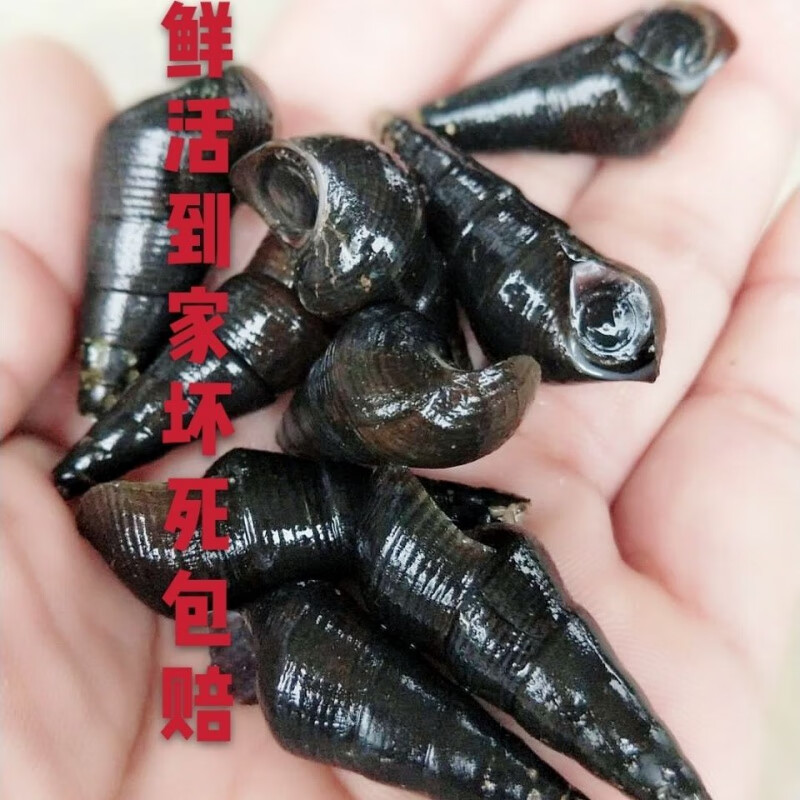 芬氏广西新鲜山坑螺野河坑螺黑钉螺黑螺长螺丝山螺特产山坑螺 5斤中小
