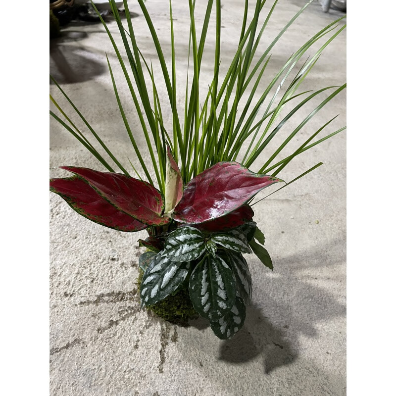 border)红颜知己吉利红客厅室内观叶植物喜庆美观红叶植物花卉吸 红颜