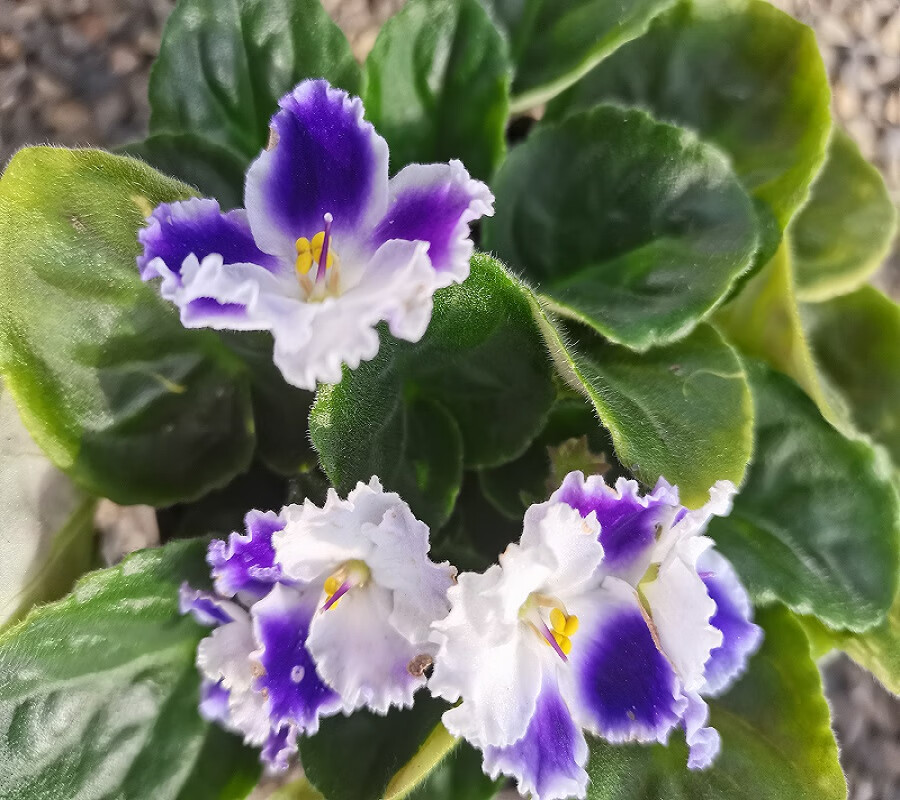 姒桀紫罗兰盆栽花非洲堇耐阴四季开花室内客厅办公桌好养庭院净化