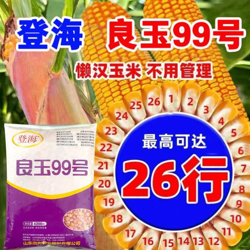 禾之润登海良玉99国审高产玉米种籽抗锈矮杆抗旱红轴玉米种子苞米耐