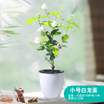 阳台四季开花植物虎头茉莉花苗盆景花卉 茉莉(小号白龙蛋-因季节原因