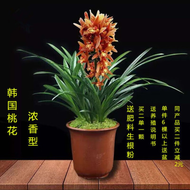 艾莹建兰浓香型大花卉盆栽绿植室内植物盆景兰花盆栽 韩国桃花 3苗