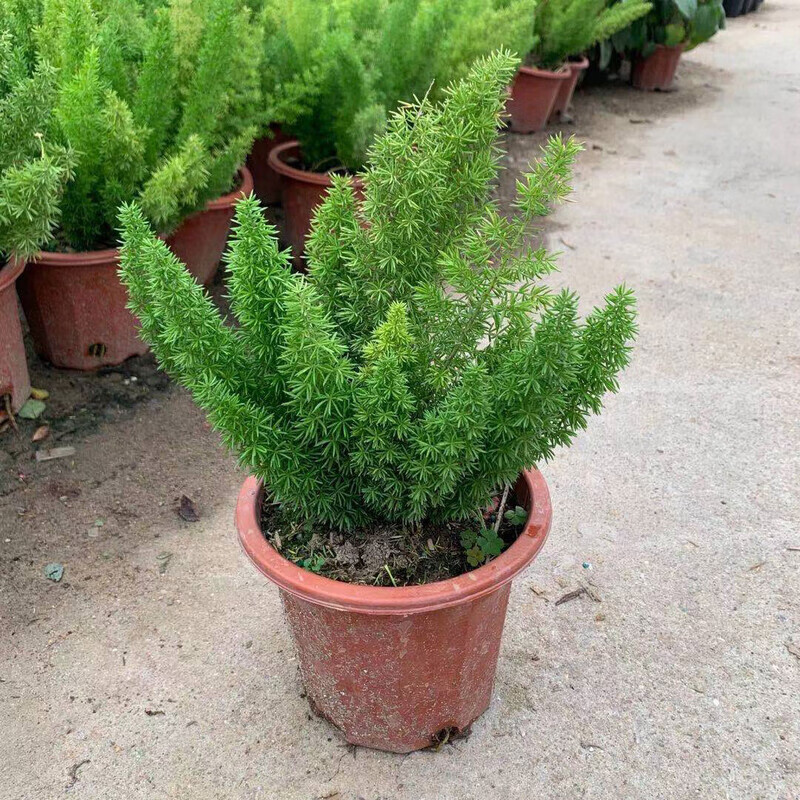 大狐尾天门冬盆栽多头生长室外阳台庭院四季常青耐寒耐晒观叶植物 狐