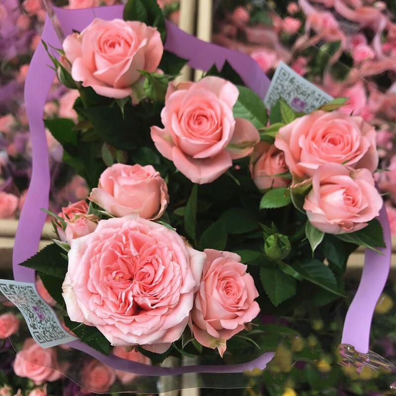 宝石玫瑰仙度瑞拉 钻石玫瑰 多花微月盆栽 欧月庭院阳台盆栽花卉 仙度