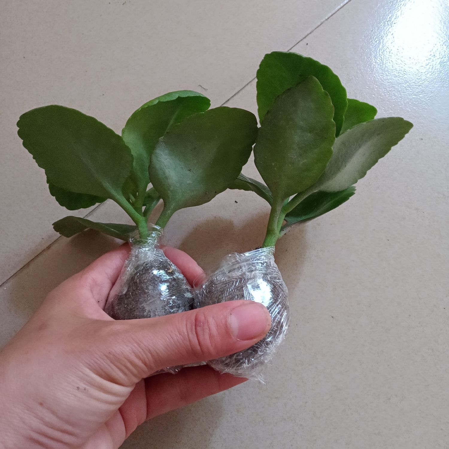 百婉集长寿花大花朵凤尾老品种稀有单瓣花卉大全四季开花室内小苗hly