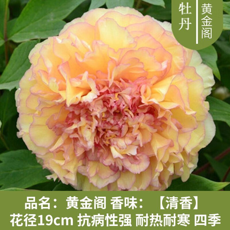 旺之春牡丹花苗大苗重瓣盆栽阳台庭院种植耐寒洛阳牡丹花树苗四季开花