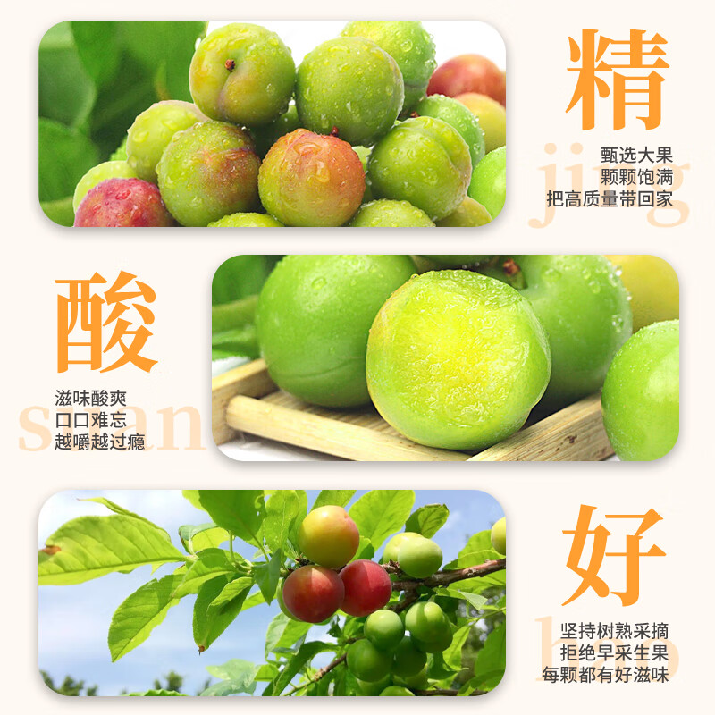 花农氏三月李钱排三月李子钱排三月李三华青李茂名李酸脆孕妇酸甜水果新 500g 中果每斤60-65个