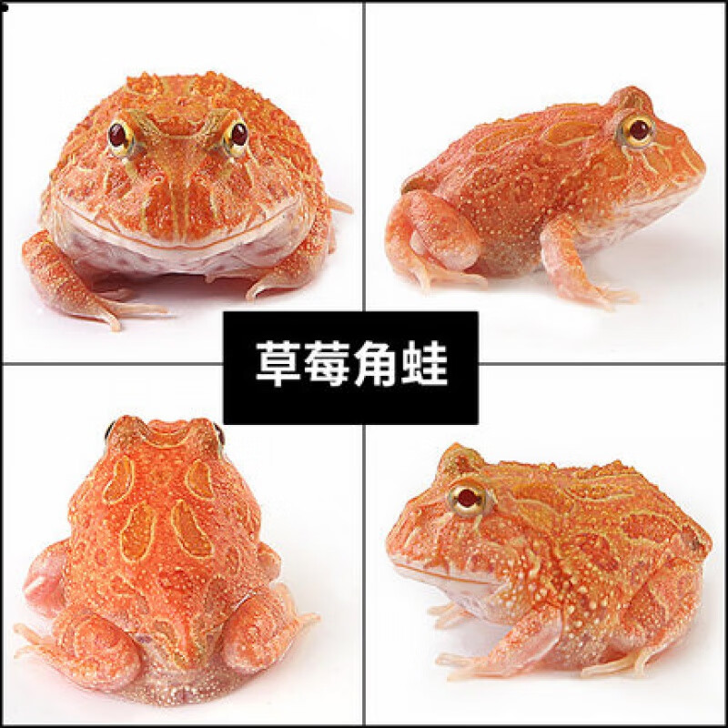 宠物青蛙绿角蛙蝌蚪黄金角蛙活物蝴蝶角蛙钟角蛙霸王角蛙 草莓角蛙无