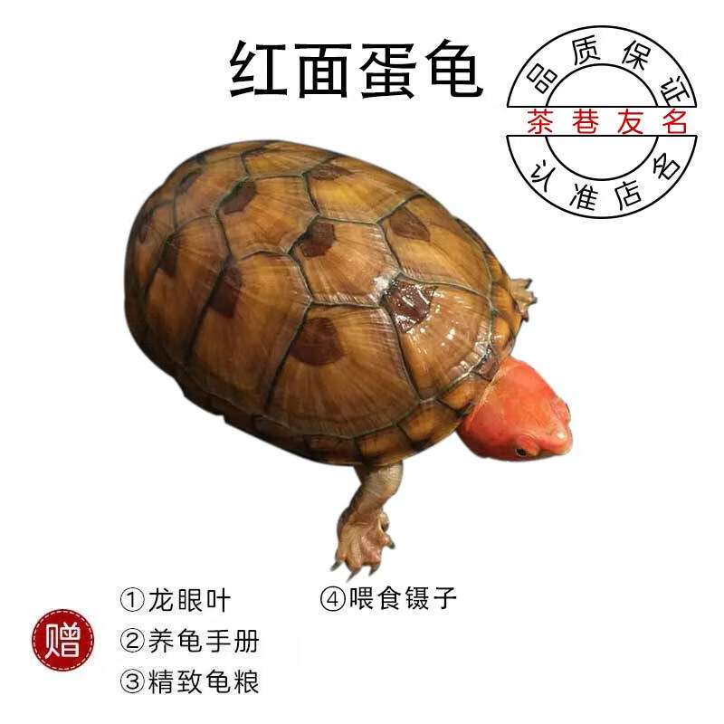 茶巷友名 红面蛋龟乌龟活体宠物深水龟 5-6cm红面蛋龟 1只(精心挑选)
