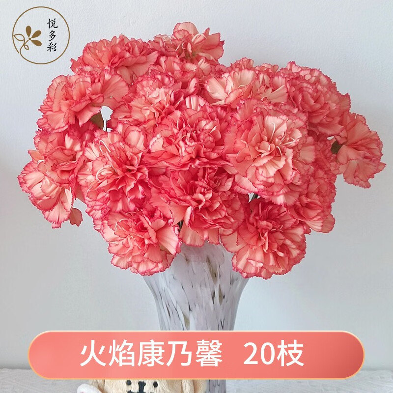 昆明基地直发母亲节 教师节家用办公室水培鲜切花 火焰康乃馨18-20枝