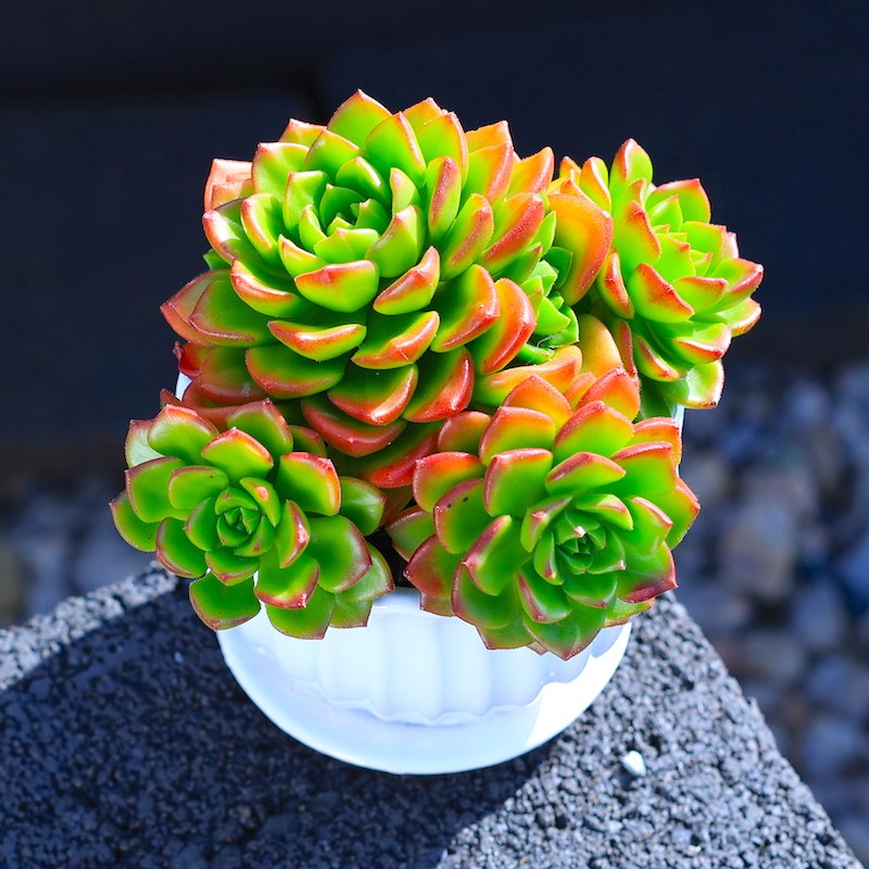 多肉植物组合花卉绿植盆栽室内植物黄金草含盆带土种好发货 蒂亚 (白