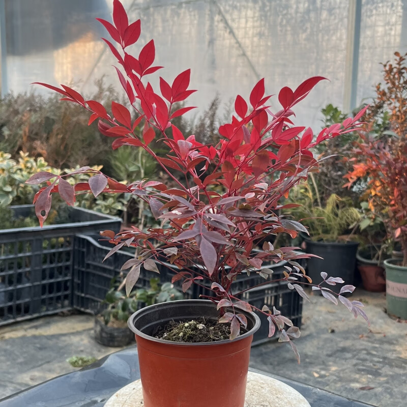 曼杉园(manshanyuan)南天竹盆景老桩盆栽南天竺花苗树苗庭院阳台花镜