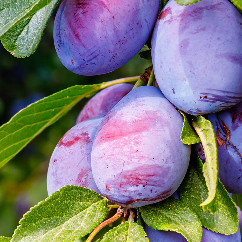 玛依莎西梅汁100%NFC新疆西梅原浆500ml鲜果榨果蔬汁纯原浆纤维饮料饮品 西梅原浆500ml*8袋