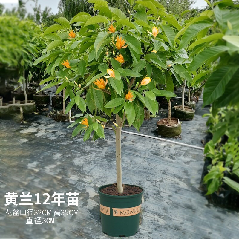 白兰花盆栽室内浓香型四季开花黄果兰树苗庭院植物好养花卉 黄兰12年