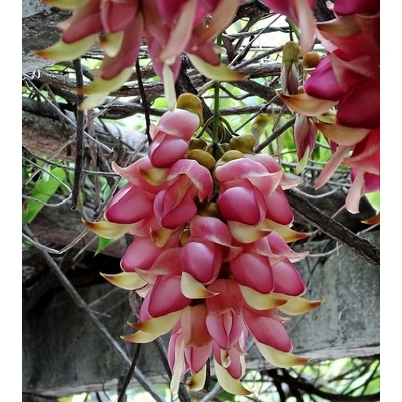 素蜜2022新 款禾雀花油麻藤树苗炮仗花苗庭院爬藤植物禾雀苗四季常青