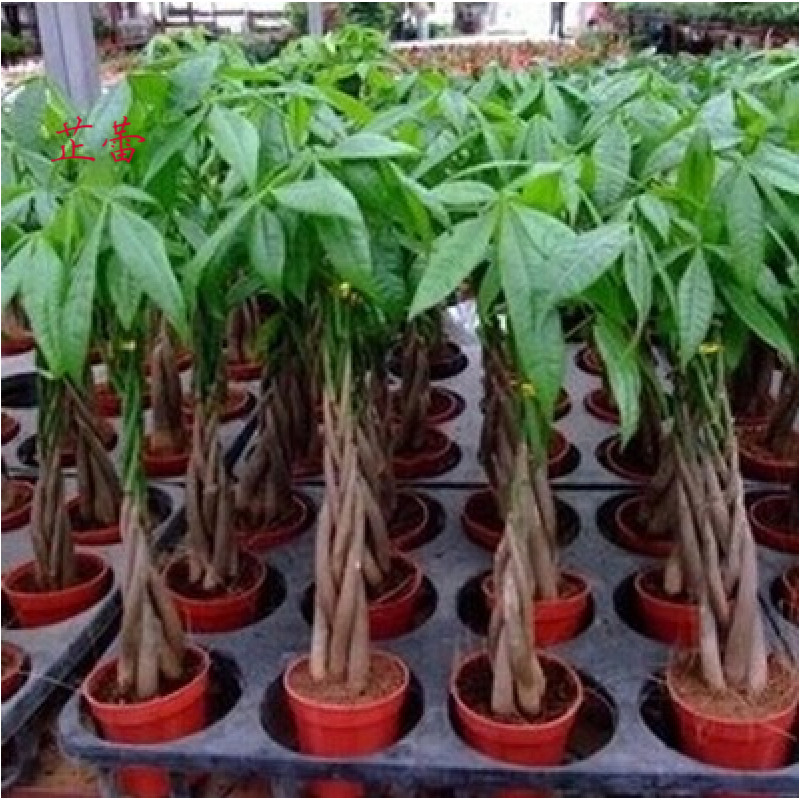 独杆发财树 种子室内盆栽绿植 发财树种子 1粒价格 辫子发财树种 编