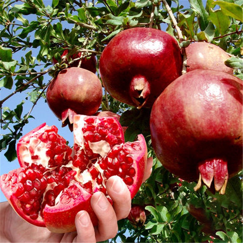 言清嫁接石榴树苗软籽无籽石榴庭院阳台盆栽地栽果树