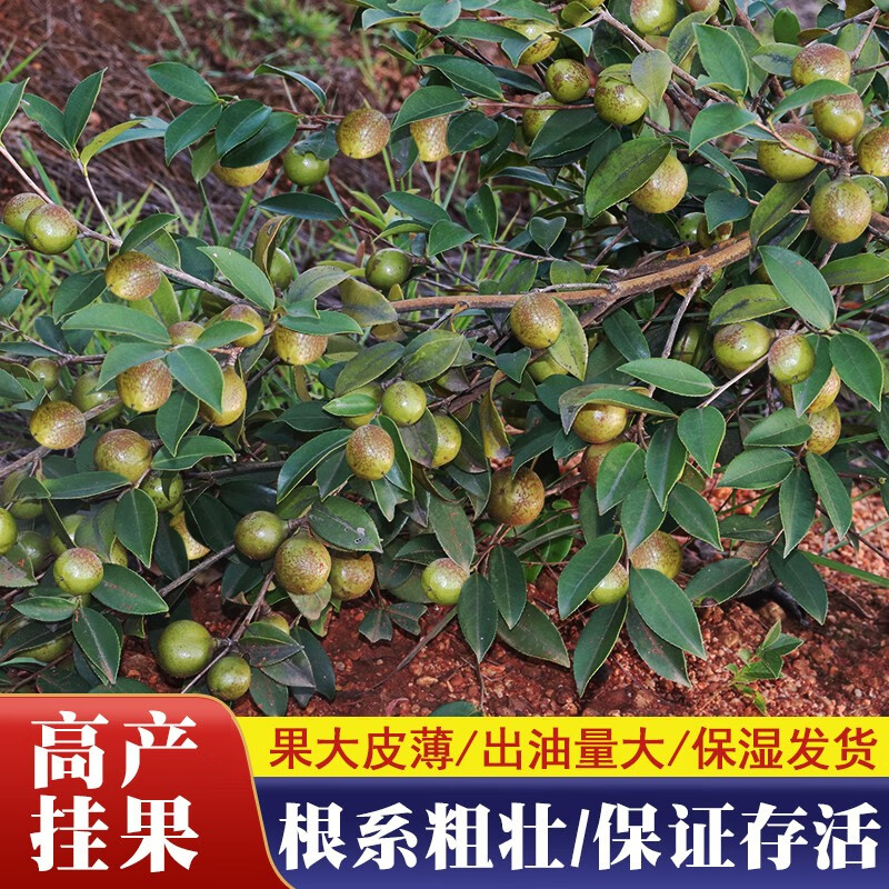 高产嫁接油茶苗长林油茶树苗大苗当年结果杂交中大果茶子树 30至50公分高产嫁接油茶树苗