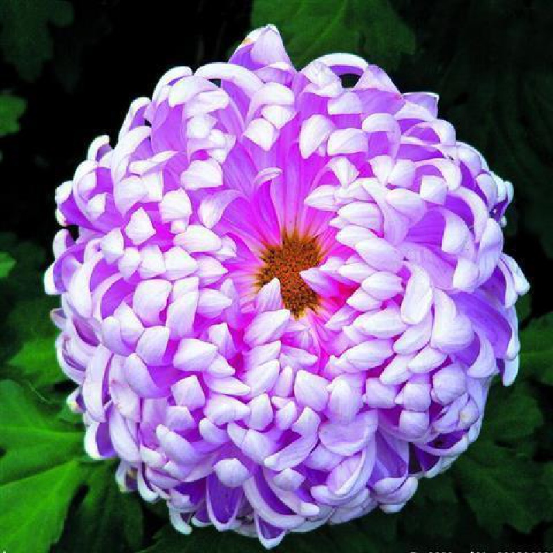 h-14紫绣球(四季开花)超大花 菊花籽(一百粒)(颜色随机)